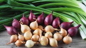 Shallot onion